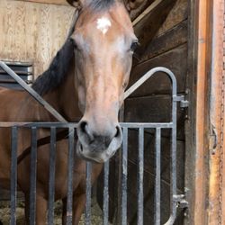 Forest Trails Stables