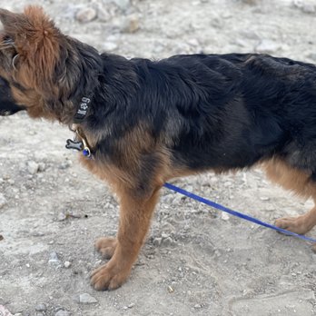 Da Vi Photography - Pet Photography Near Me Da Vi Photography - Pet Photography Near Me