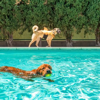 Spring Creek Kennel & Cattery - Pups enjoying the pool during a playtime. - Pet Sitting Near Me - Spring Valley, California Spring Creek Kennel & Cattery - Pups enjoying the pool during a playtime. - Pet Sitting Near Me - Spring Valley, California