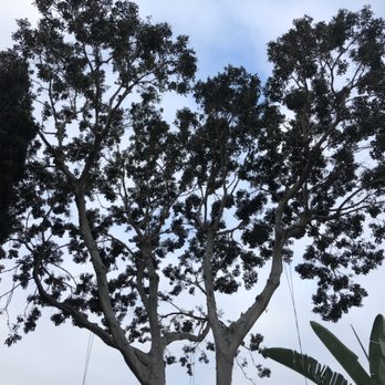 OC TREEWORX - Ficus Nitida-Crown Thin - Tree Services Near Me OC TREEWORX - Ficus Nitida-Crown Thin - Tree Services Near Me