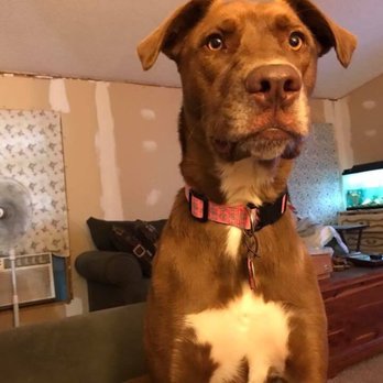 Petco - Such a goofy girl. - Pet Training Near Me - Harker Heights, Texas Petco - Such a goofy girl. - Pet Training Near Me - Harker Heights, Texas