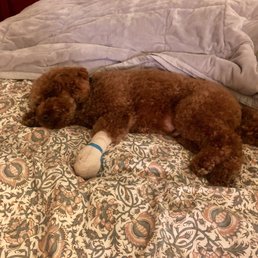 Paw injured at 4 Pups Grooming