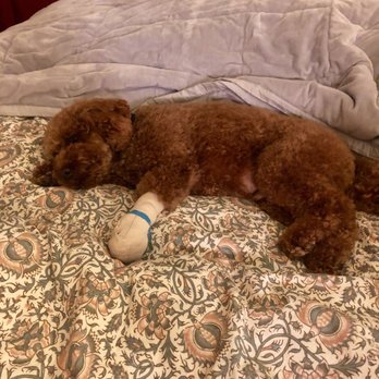 4 Pups Pet Grooming - Paw injured at 4 Pups Grooming - Pet Groomers Near Me - Hermosa Beach, California