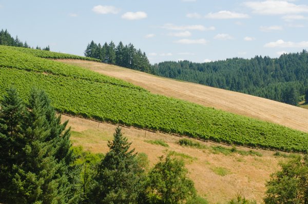 WillaKenzie Estate by null