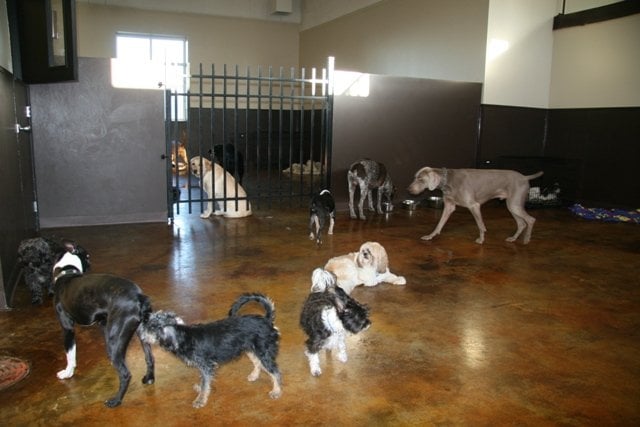 urban puppy daycare