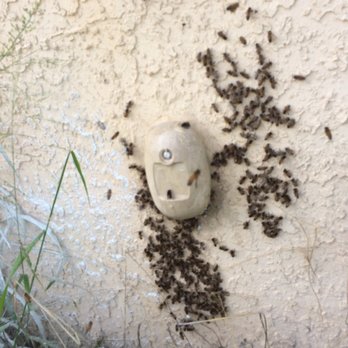 Bugs Patrol - Bees in wall. - Pest Control Near Me