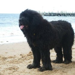 Pawselicious Pet Minding & Dog Walking - Our Beautiful Beloved Newfoundland "Molly"...