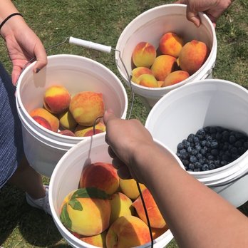 Amber Brooke Farms Williston - Pick Your Own Farms Near Me - Williston, Florida Amber Brooke Farms Williston - Pick Your Own Farms Near Me - Williston, Florida