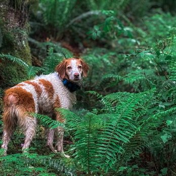 Trail Dogs - Kallee loving her run in the ferns. - Dog Walkers Near Me
