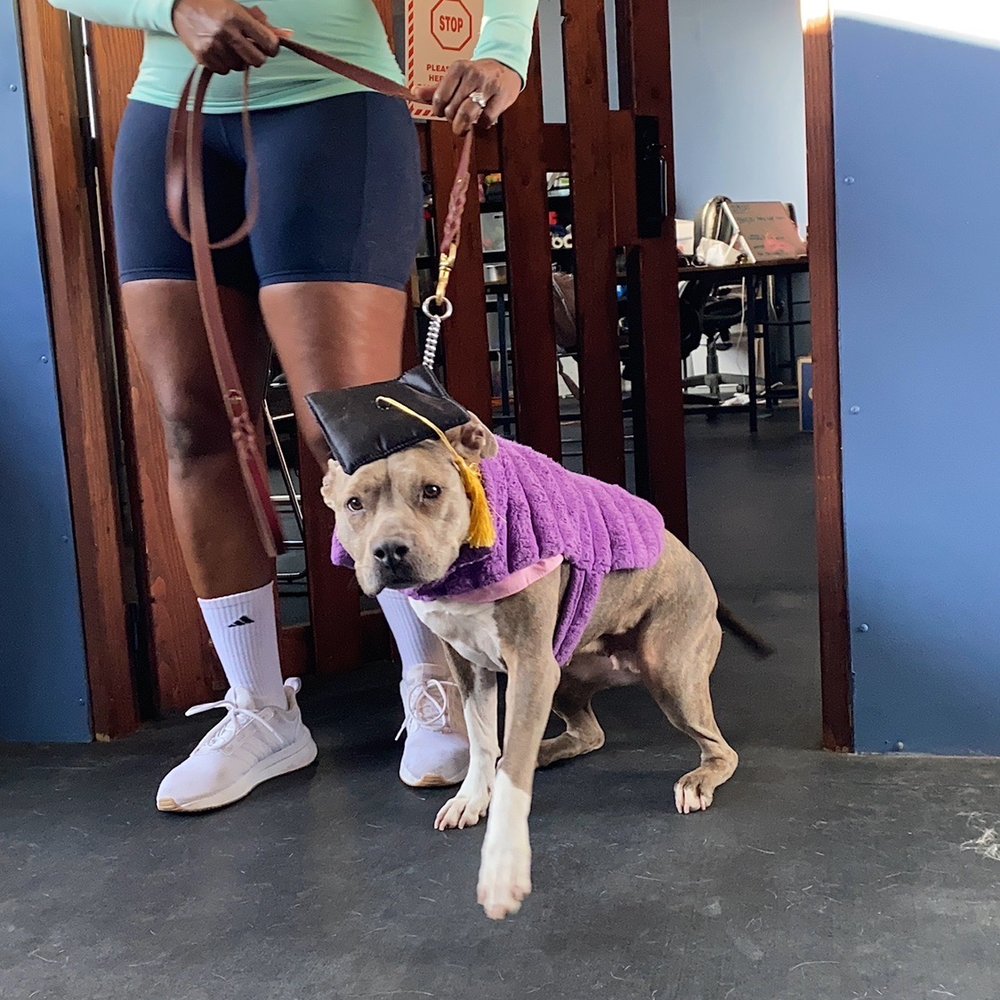 Love Ur K9 - toya and sammie on graduation day! - Pet Training Near Me - Redondo Beach, California Love Ur K9 - toya and sammie on graduation day! - Pet Training Near Me - Redondo Beach, California