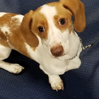 The Leash Connection - Macey cool dog - Pet Training Near Me - Lexington, South Carolina The Leash Connection - Macey cool dog - Pet Training Near Me - Lexington, South Carolina