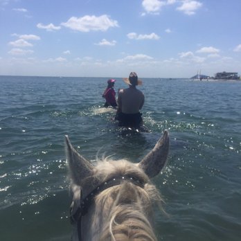 Cypress Breeze Beach Horseback Rides - Horseback Riding Near Me - Pinellas Park, Florida Cypress Breeze Beach Horseback Rides - Horseback Riding Near Me - Pinellas Park, Florida