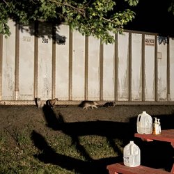 Riffles Rv Campground - On-site cat colony