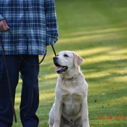 Mesahaus Dog Training Facility