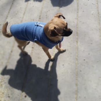 First Run - Dog Parks Near Me - New York, New York