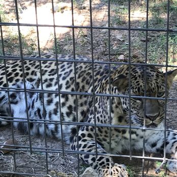 National Tiger Sanctuary - Community Service/Non-Profit Near Me - Saddlebrooke, Missouri