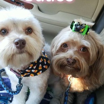 Bark Avenue - Pet Groomers Near Me - Cedar Park, Texas