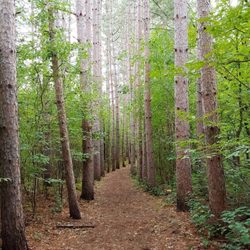 Osceola-Chisago Loop Trailhead - One of the most beautiful trails in the area