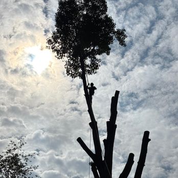 Lorenzo's Professional Tree Service - Tree Services Near Me - Knoxville, Tennessee Lorenzo's Professional Tree Service - Tree Services Near Me - Knoxville, Tennessee