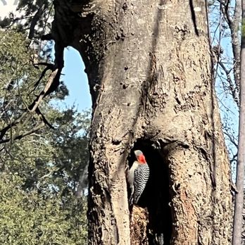 Forest Oaks Park - Parks Near Me - Spring, Texas
