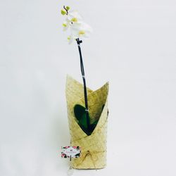 Flower Shop Florist Wellington NZ - Single orchid in ceramic pot gift wrapped with flax mat