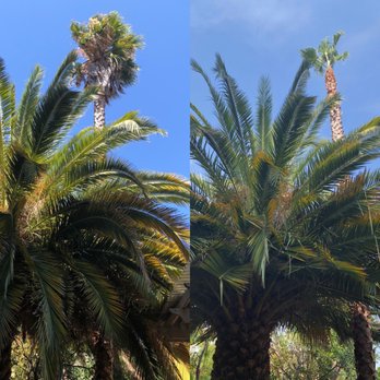 New Life Tree Service - Before (L) and After (R) - Tree Services Near Me New Life Tree Service - Before (L) and After (R) - Tree Services Near Me