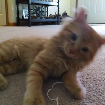 Green Acres Pet Services - Play time w/ Jaffa! - Pet Groomers Near Me - Creve Coeur, Illinois Green Acres Pet Services - Play time w/ Jaffa! - Pet Groomers Near Me - Creve Coeur, Illinois