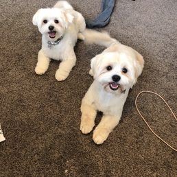 They both got 1/2 blade trim all over, tail trim, ear and face cleaned and trimmed, bathed, dried, brushed.