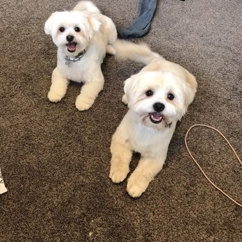 PetSmart - They both got 1/2 blade trim all over, tail trim, ear and face cleaned and trimmed, bathed, dried, brushed. - Pet Training Near Me - Avondale, Arizona