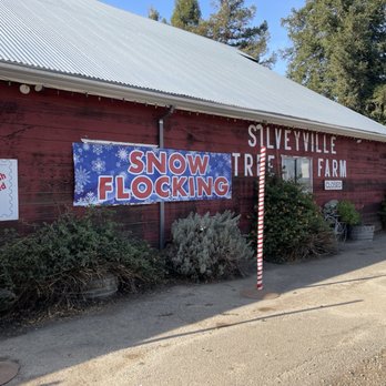 Silveyville Christmas Tree Farm - Christmas Trees Near Me - Dixon, California Silveyville Christmas Tree Farm - Christmas Trees Near Me - Dixon, California