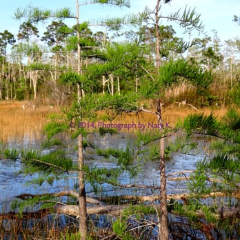Apoxee Wilderness Trail - Grasses and trees provide contrasting colors, along with the water and the sky. - Hiking Near Me - West Palm Beach, Florida