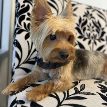 Wet Paws Grooming Studio - Bunny looks absolutely stunning! The haircut is flawless and incredibly detailed. I've discovered my new favorite groomer. - Pet Groomers Near Me - Mountain View, California