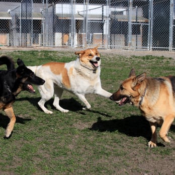Springfield Kennels - Pet Boarding Near Me - Cochrane, Alberta