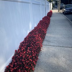 Springdale Florist & Garden Center - Stunning begonias