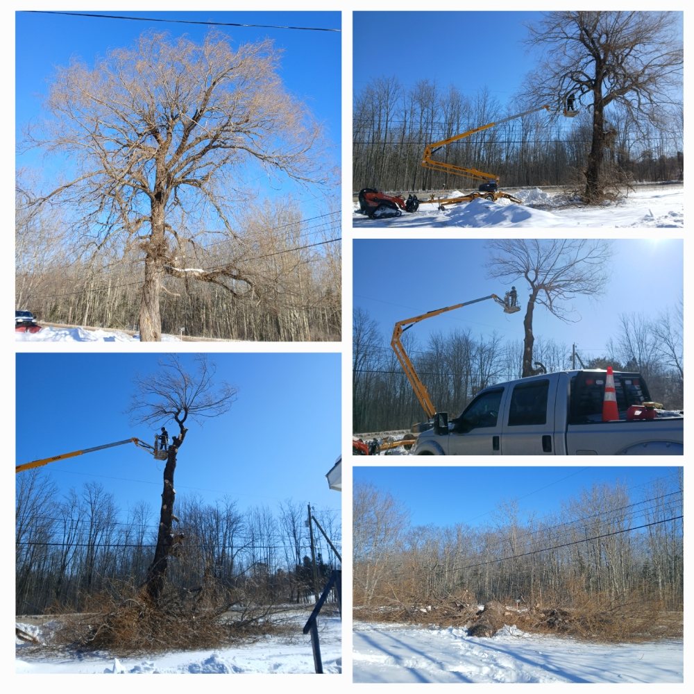 The Stump Guy - tree service in Lincolnville, ME