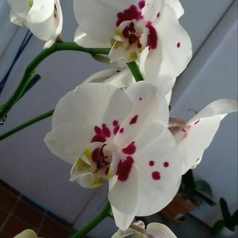Mr Orchid - Florists Near Me - Miami, Florida Mr Orchid - Florists Near Me - Miami, Florida