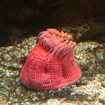 Shedd Aquarium - Anemone - Aquariums Near Me - Chicago, Illinois