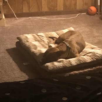 Lifeline Animal Project - She's already spoiled! - Animal Shelters Near Me - Atlanta, Georgia Lifeline Animal Project - She's already spoiled! - Animal Shelters Near Me - Atlanta, Georgia