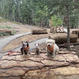 Pet friendly!! Nice easy to follow trail Pet friendly!! Nice easy to follow trail