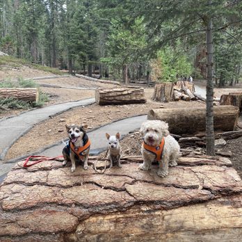Trail of 100 Giants - Pet friendly!! Nice easy to follow trail - Hiking Near Me - Springville, California Trail of 100 Giants - Pet friendly!! Nice easy to follow trail - Hiking Near Me - Springville, California