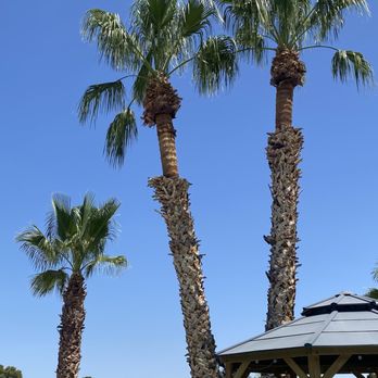 AAA Tree Service - Right after palm trees were trimmed with leaves still hanging down. Sloppy work. - Tree Services Near Me AAA Tree Service - Right after palm trees were trimmed with leaves still hanging down. Sloppy work. - Tree Services Near Me