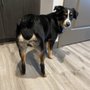 Photo of Mona-Lisa Pet Salon