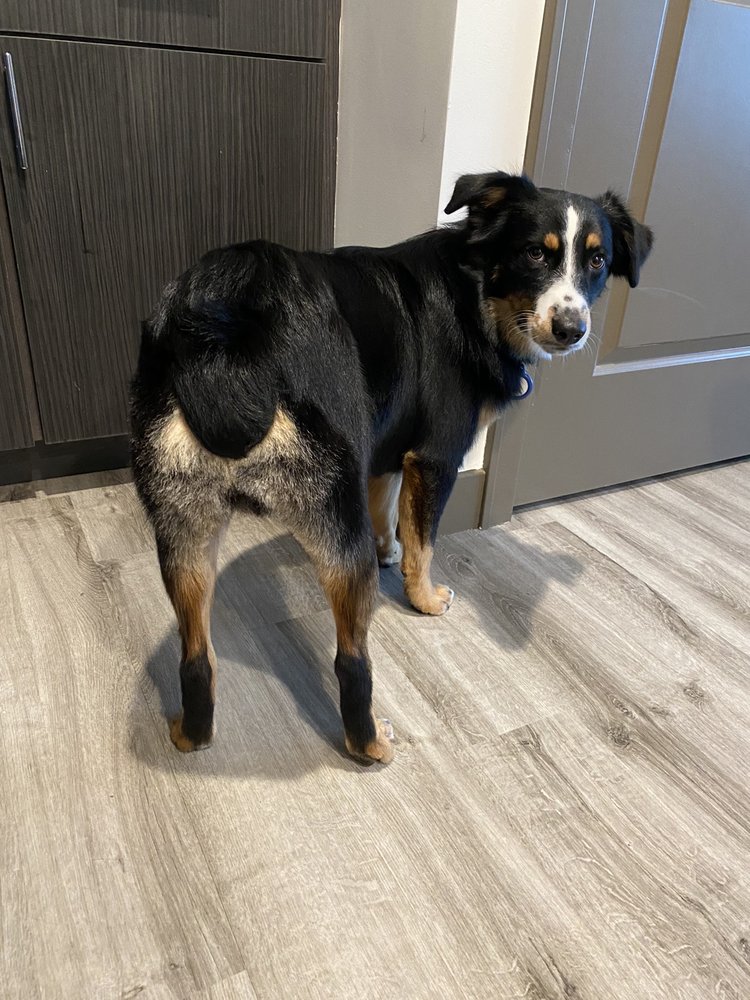 MONALISA PET SALON Updated October 2024 12322 Shelbyville Rd