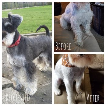 Clean Critters - Very disappointed. - Pet Groomers Near Me - Austin, Texas