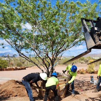 Moon Valley Nurseries - Pulling the box frame out of the hole - Nurseries & Gardening Near Me - Mesa, Arizona