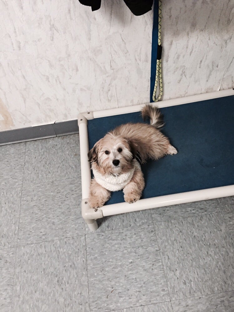 TOP DOG DAYCARE Updated September 2024 75 Photos 1965 Hard Rd