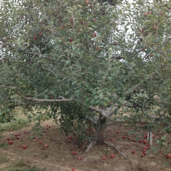 Anderson Orchard - Farmers Market Near Me - Mooresville, Indiana