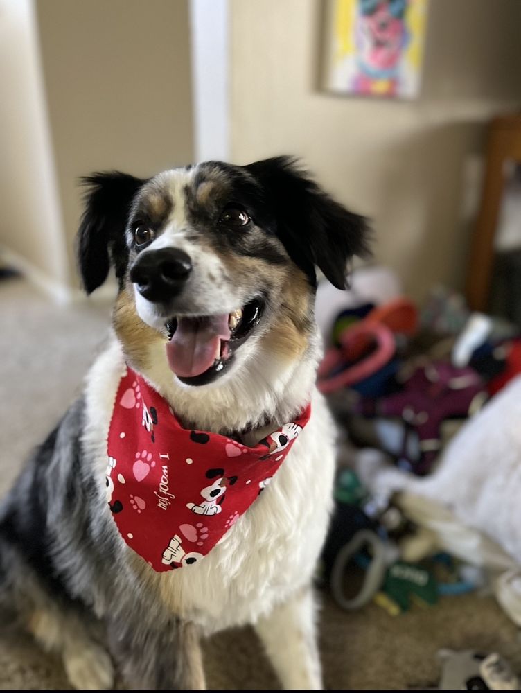 FANCY THAT DOG GROOMING Updated October 2024 1418 E Fletcher Ave