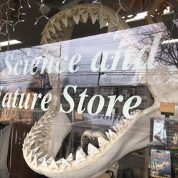 Past & Present - Store window with Megalodon jaws