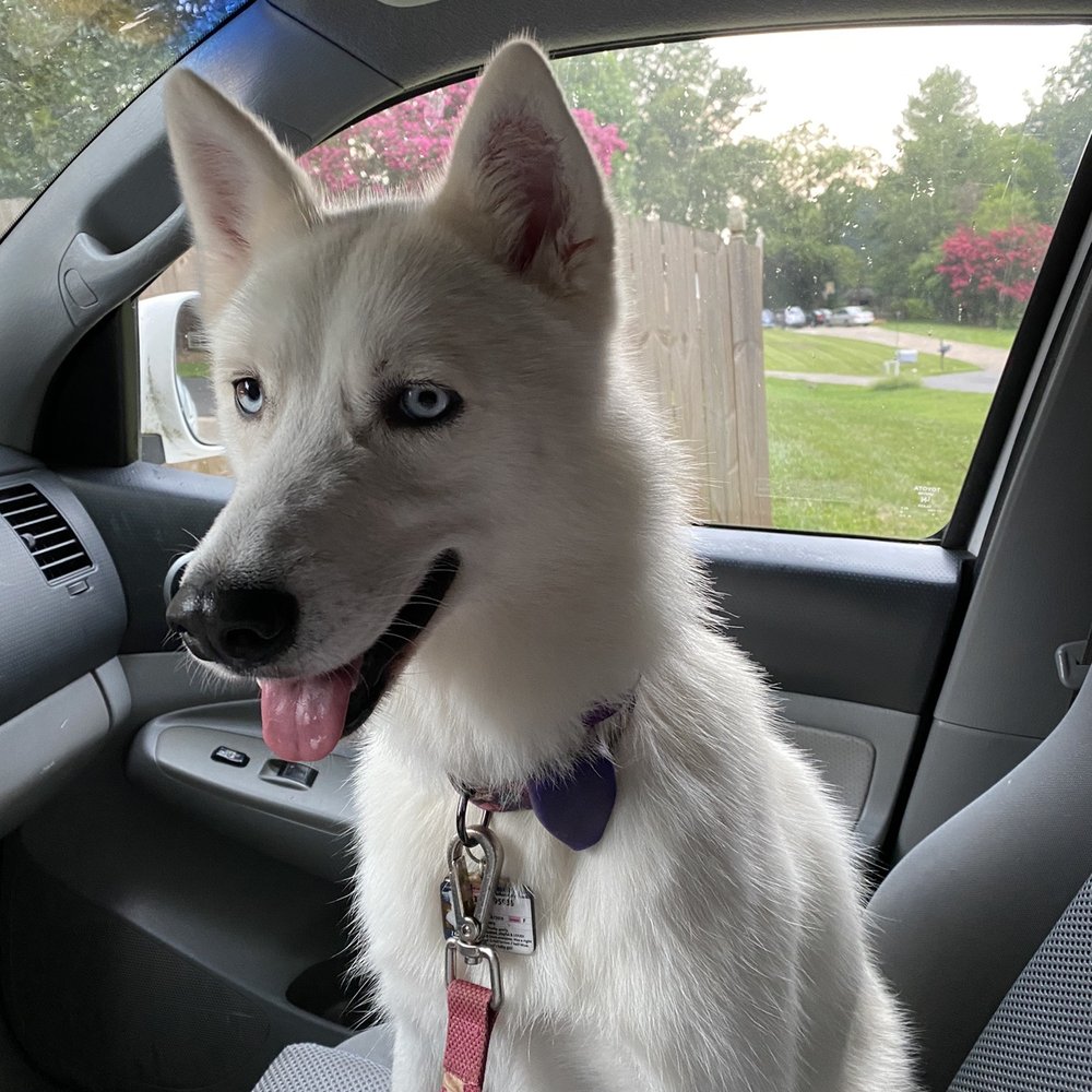 After Camille washed and groomed Nana! After Camille washed and groomed Nana!